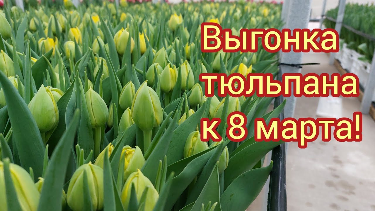 Сорт тюльпана Никон(пионовидный)
