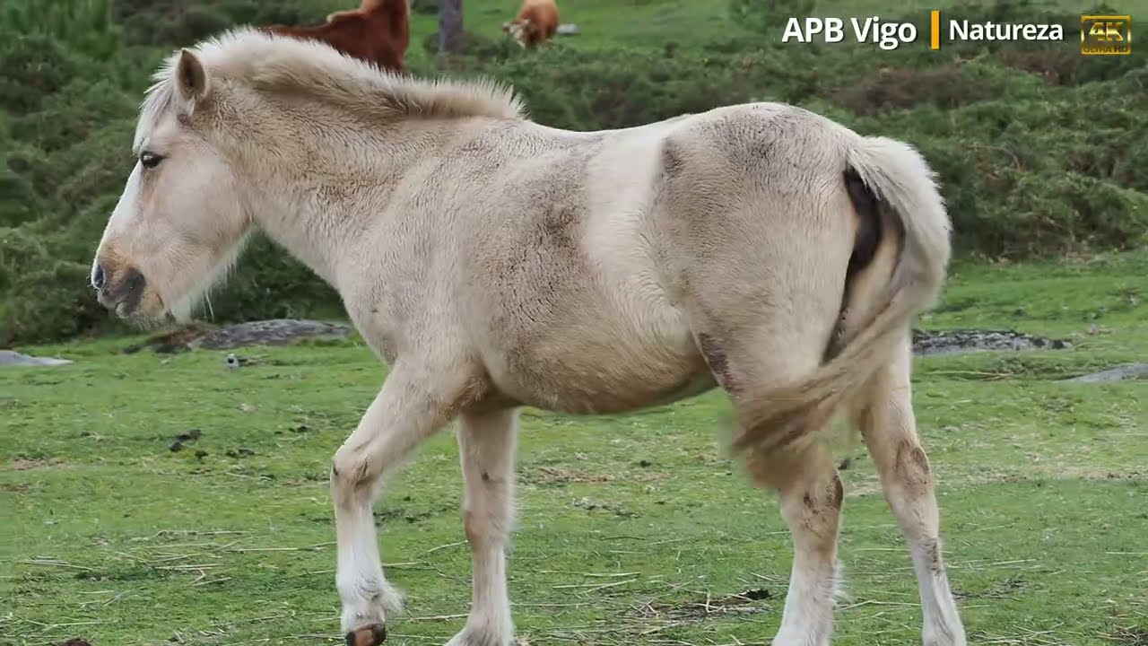 Experience the untamed spirit of WILD HORSES in Sierra de A Groba, Galicia, Spain