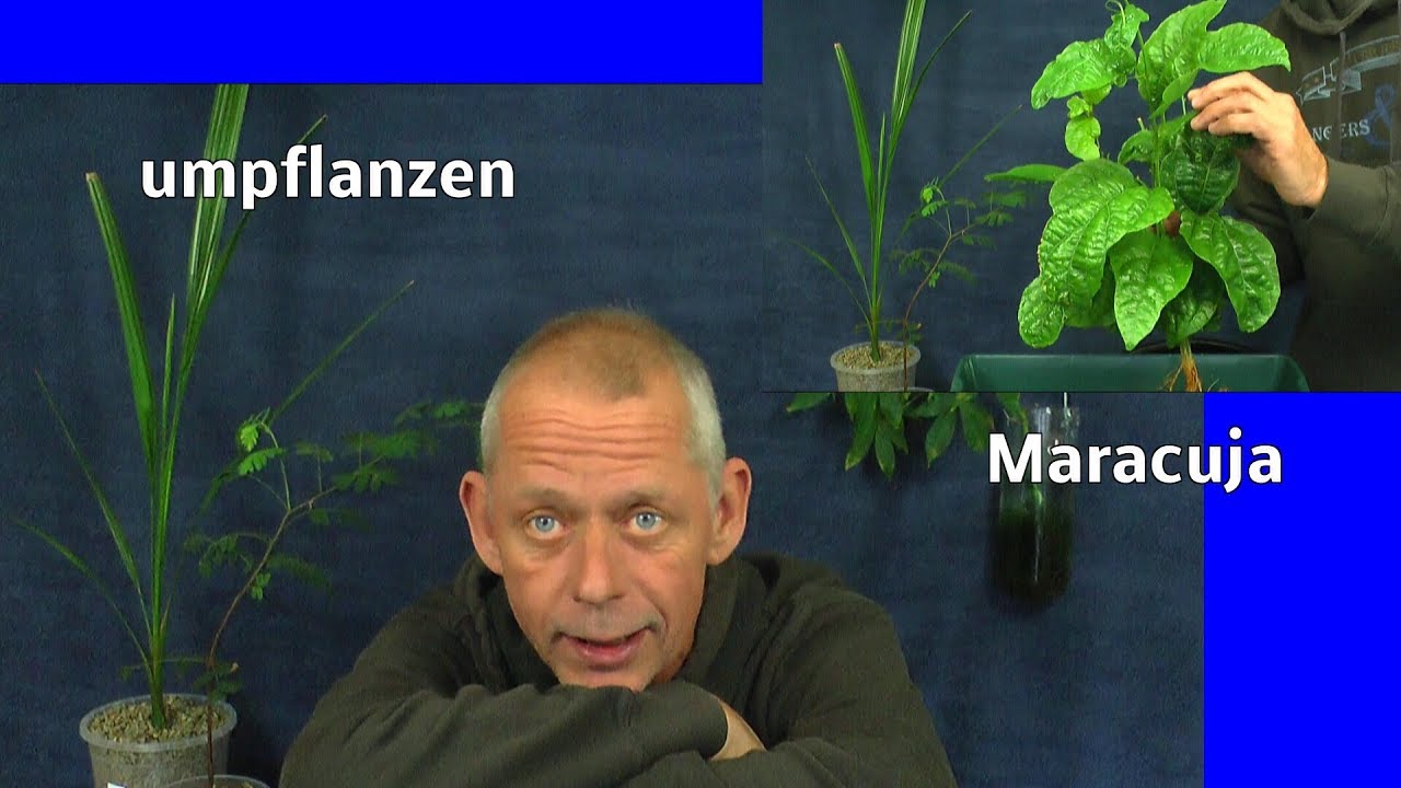 Maracuja umtopfen Die Pflanze wird warm im Haus überwintern und bekommt vorab neues Substrat