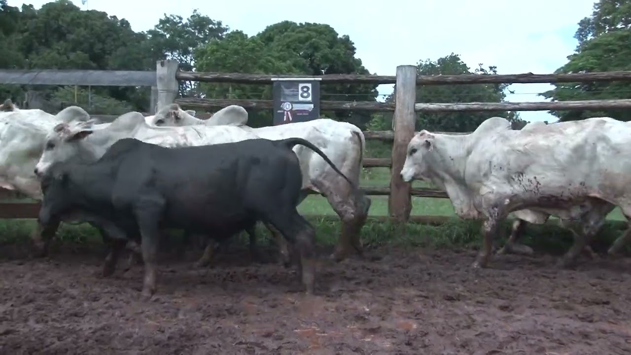 LOTE 08 - 68 GARROTES NELORE 12/24 MESES 402KG - 34 KM CAMPO GRANDE/MS - SENTIDO ROCHEDO 
