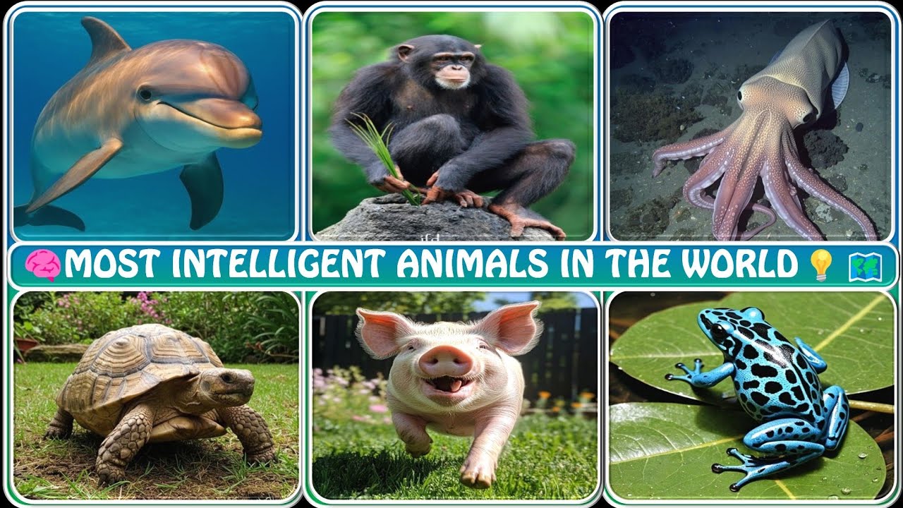Top 100 Smartest Animals on Earth 🧠🐾 | Intelligence in the Wild