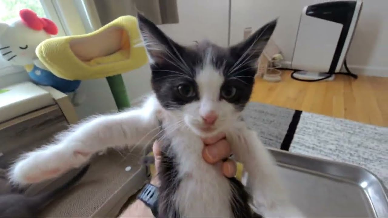 What's Up with these Kittens?!
