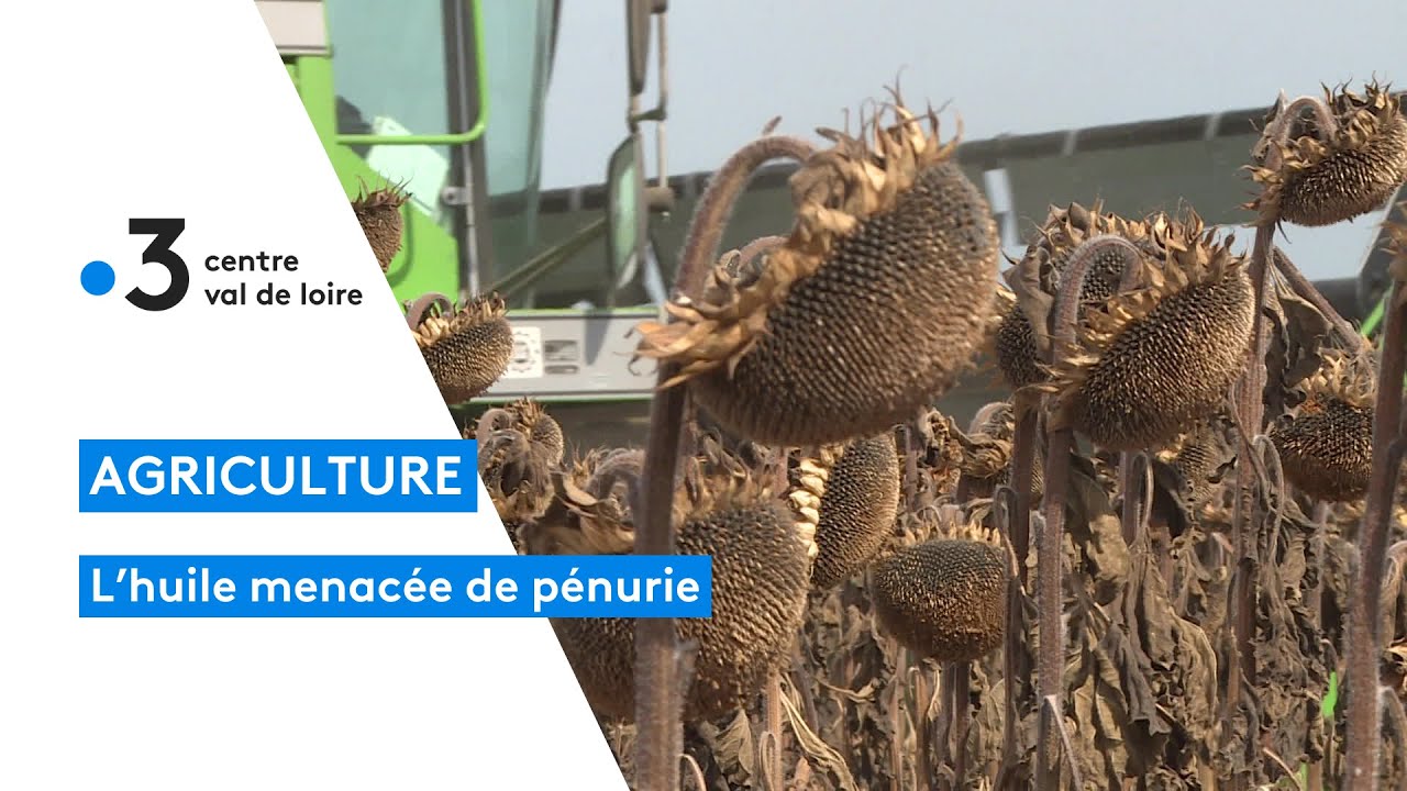 Agriculture : récolte très précoce du tournesol en Loir-et-Cher