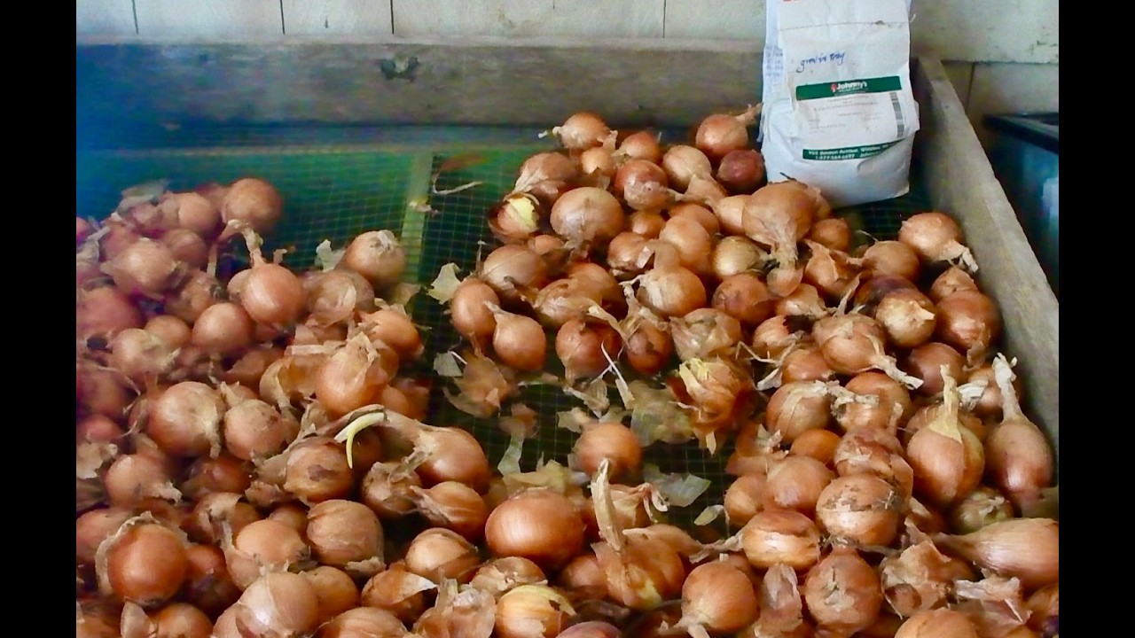How To Sucessively Store Onions For An Entire Winter