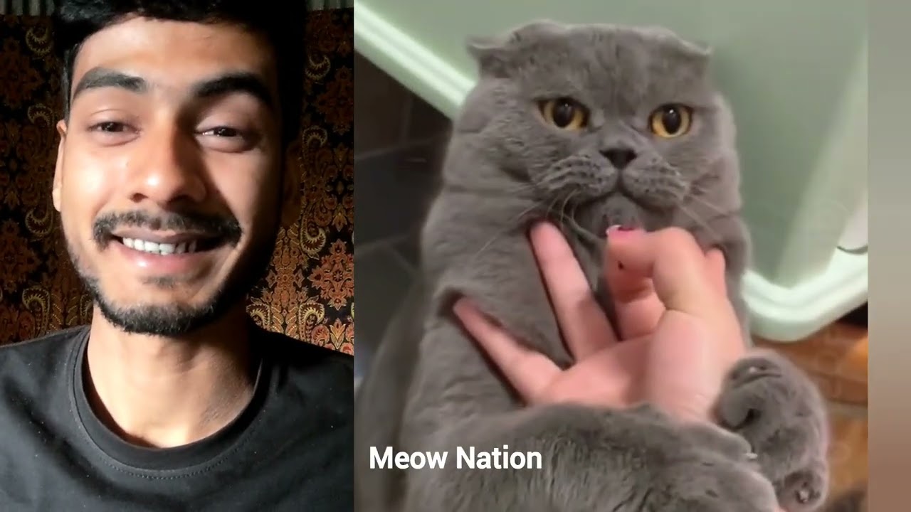 The Funniest Cat Reactions EVER Recorded | try not to laugh cats