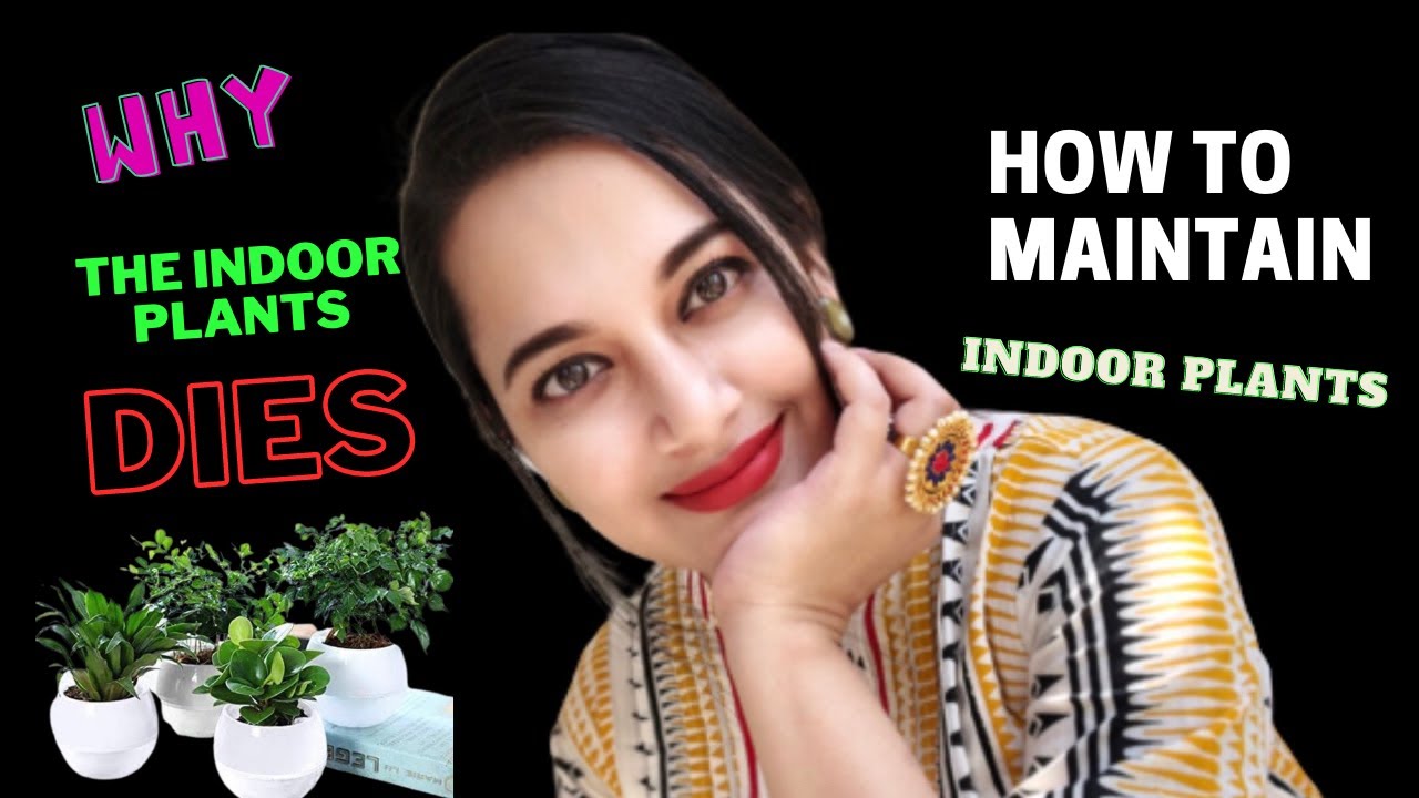 how to plant the indoor plants without much effort #indoorplant #sajiablog