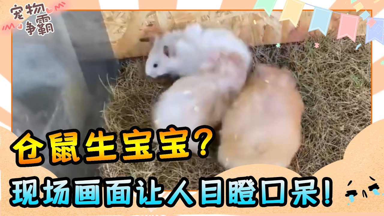 倉鼠寶寶誕生記全記錄！沒想到七天都不肯出地洞，抓出來後的畫面讓人目瞪口呆！