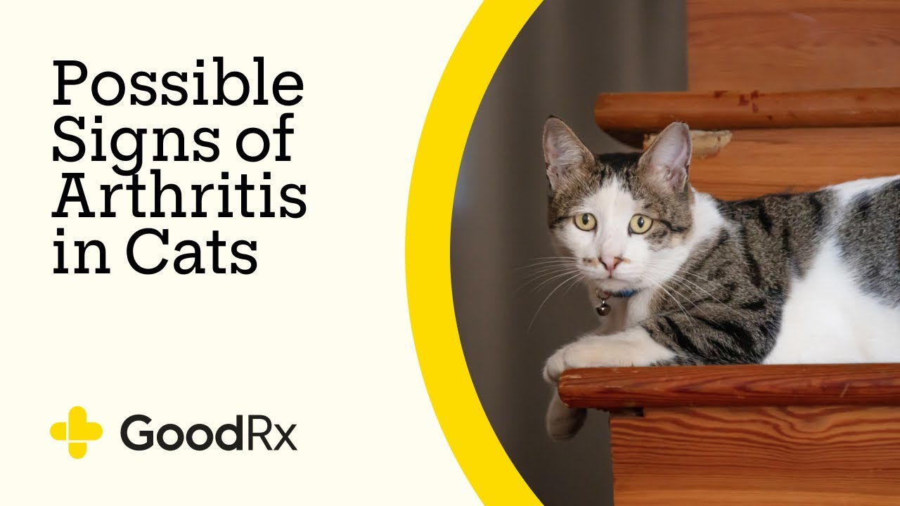 5 Indicators That Your Cat Might Have Arthritis | GoodRx