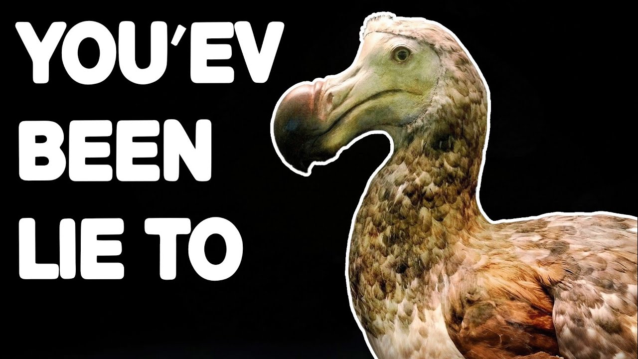 Everything You Know About Dodo Is a Lie
