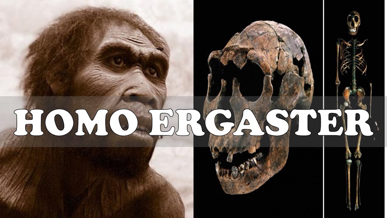 Homo Ergaster Explained