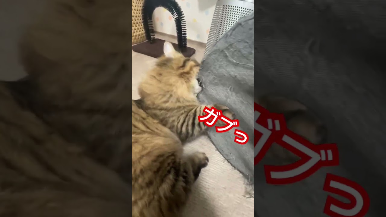 力持ちりっくん🐱✨ #cat #ねこ #cats #マッシュル #ネコマニア #ぷにっとチャンネル