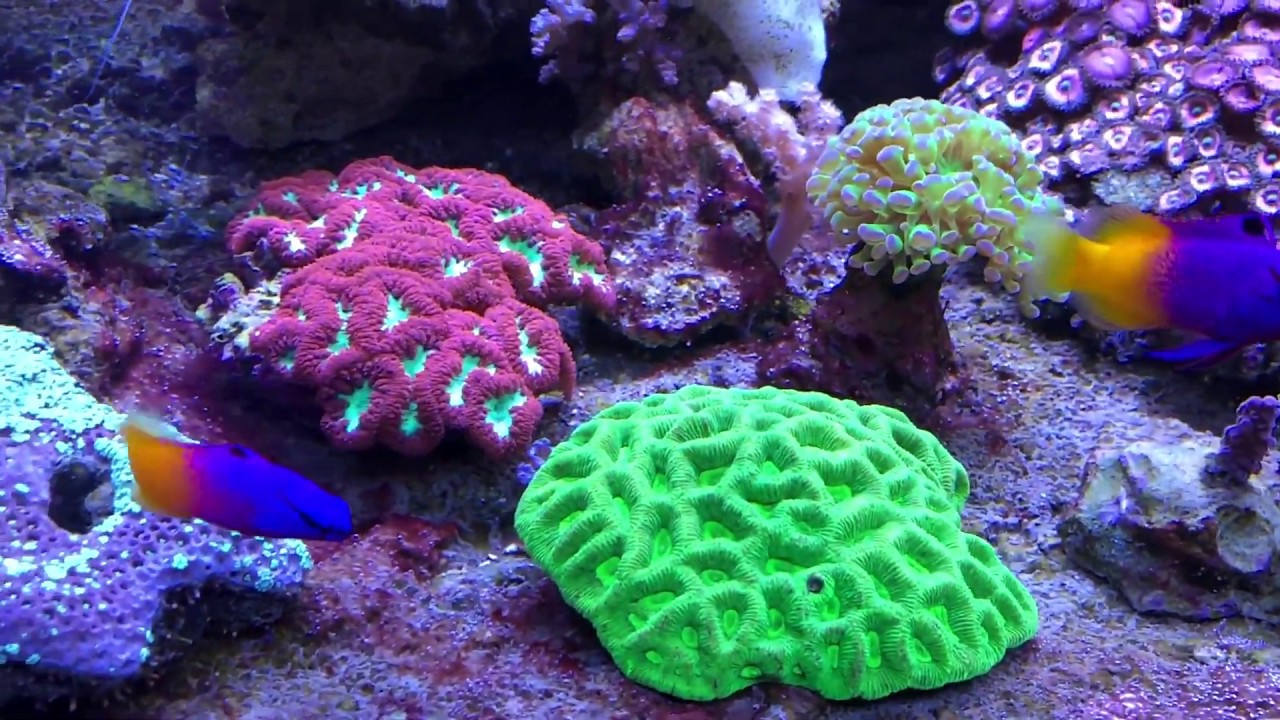 Hausbesuche: Das 1500 Liter Meerwasser Aquarium von Klaus Jansen