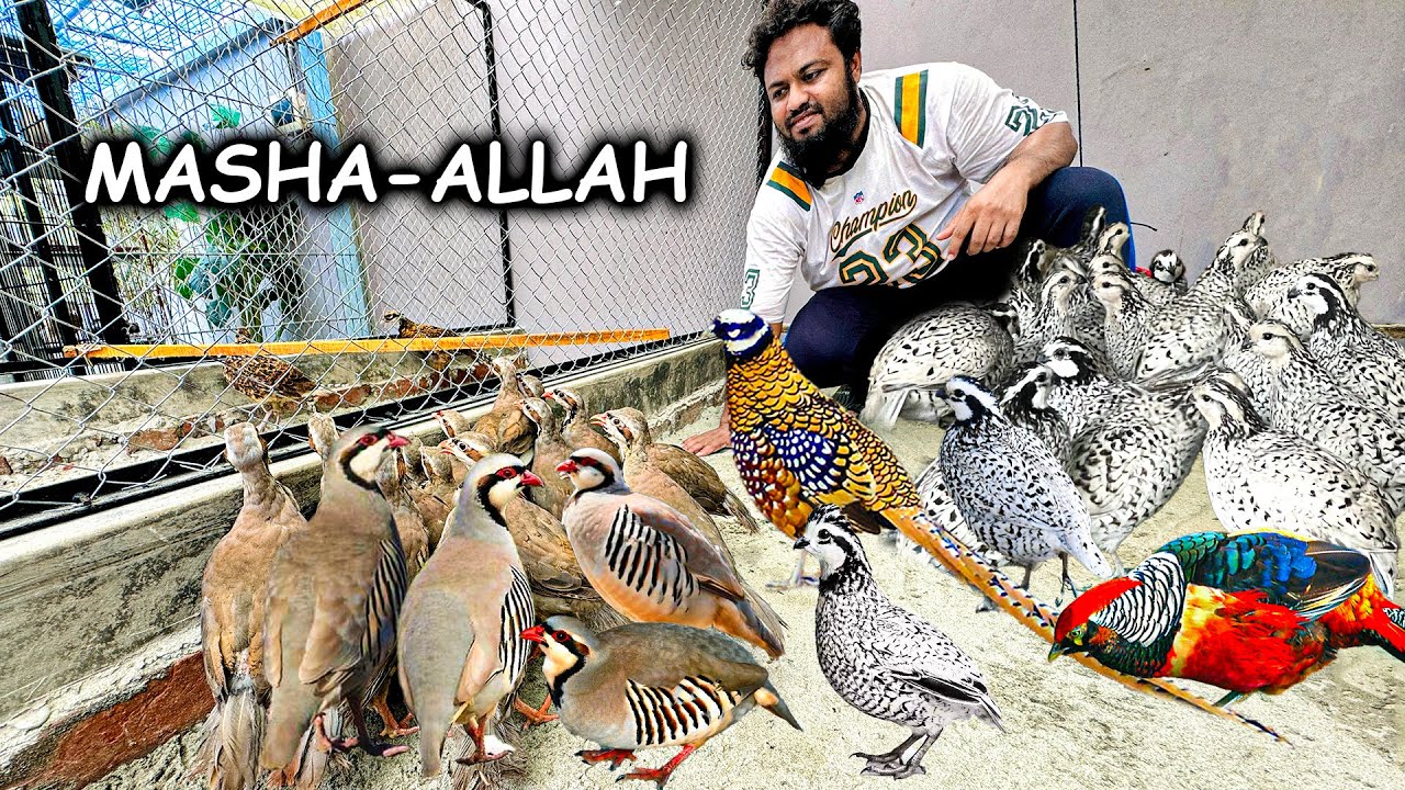 বিদেশি পশু পাখির চমৎকার সংগ্রহ | Exotic Animals Mini Zoo