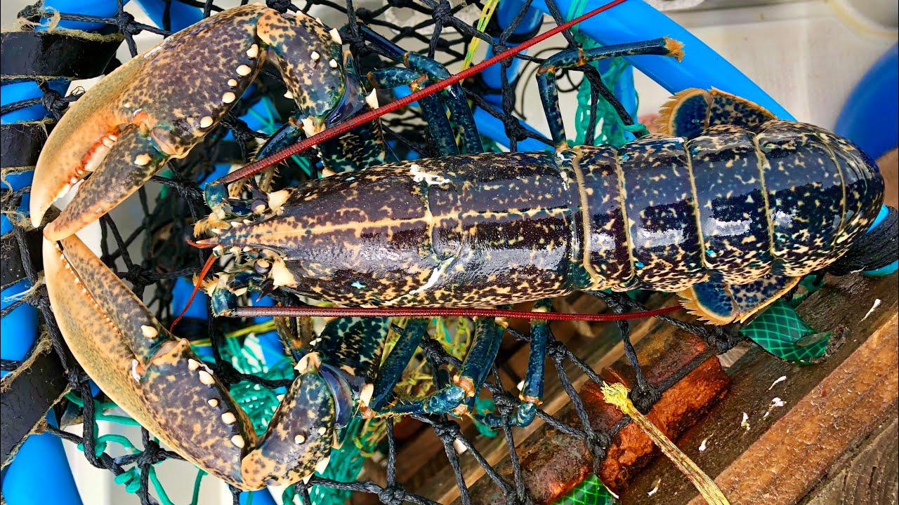 The Fish Locker - The Best Catches from our Lobster Pots in 2020