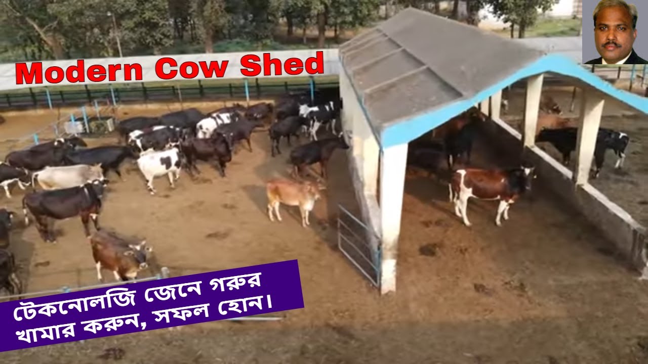 আধুনিক গরুর খামার করবেন কিভাবে | Modern cow farming technology | Savar Dairy