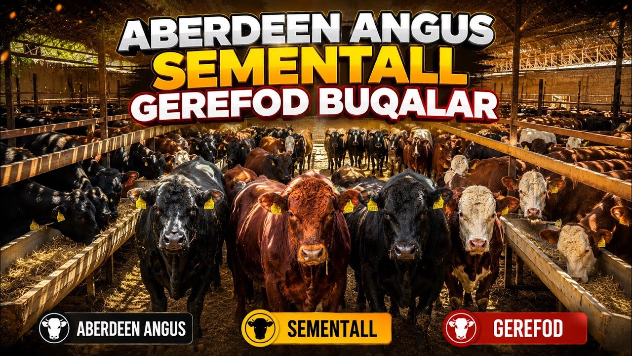 ABERDEEN ANGUS SEMENTALL GEREFOD BUQALAR 