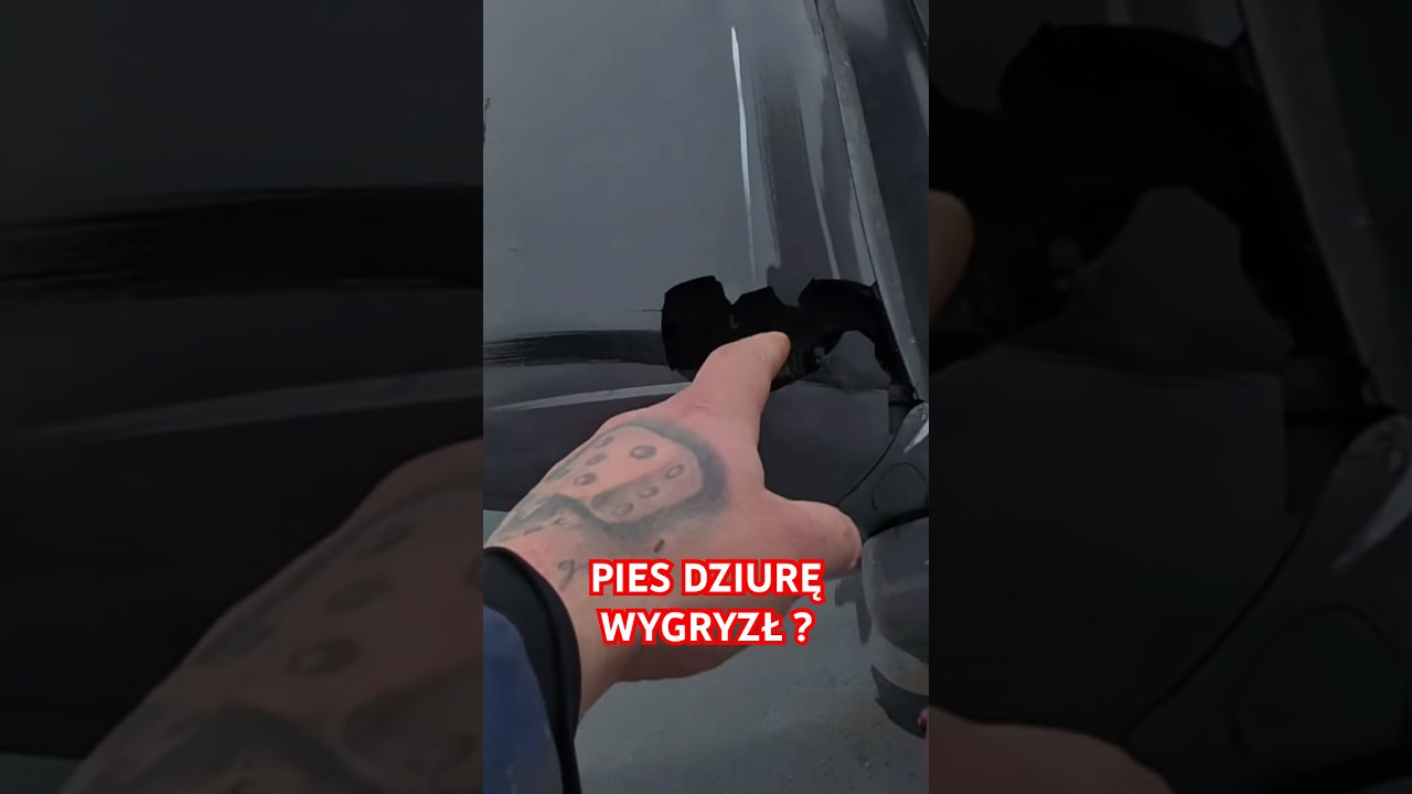 PIES DZIURĘ WYGRYZŁ ?😂😂😂 #graoplon #shorst #funnymoments #viral