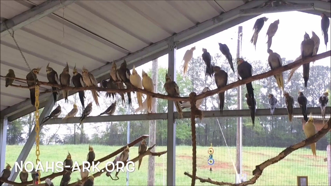 Cockatiel Aviary at Noah's Ark Animal Sanctuary