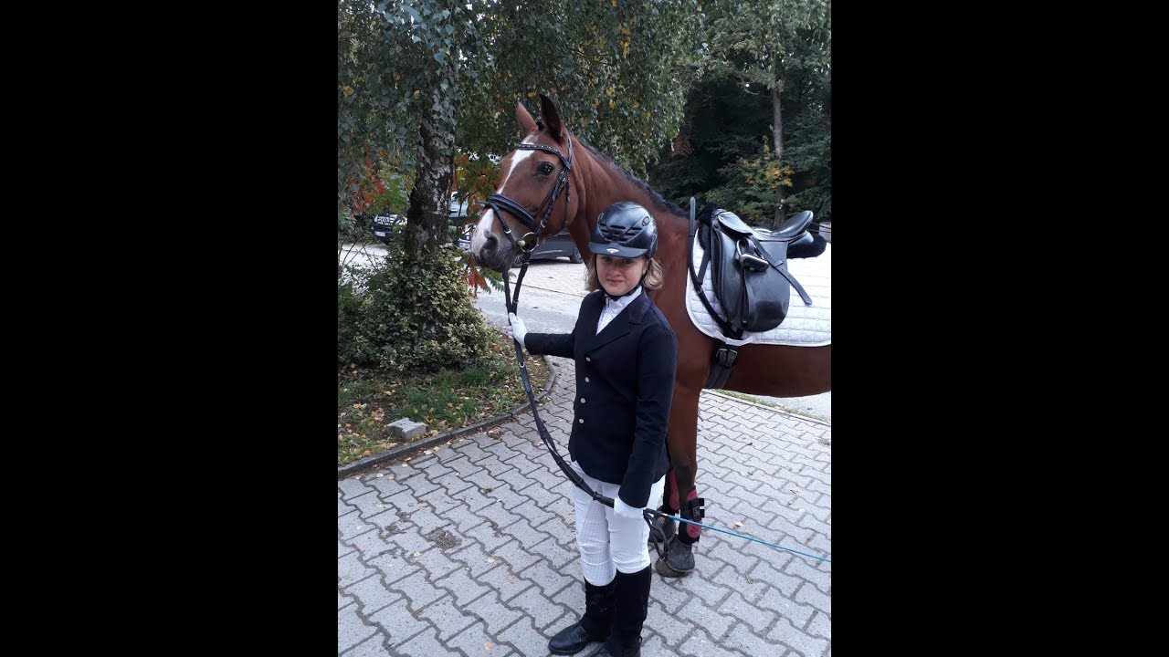 Reitabzeichen 6 Dressur und Springen