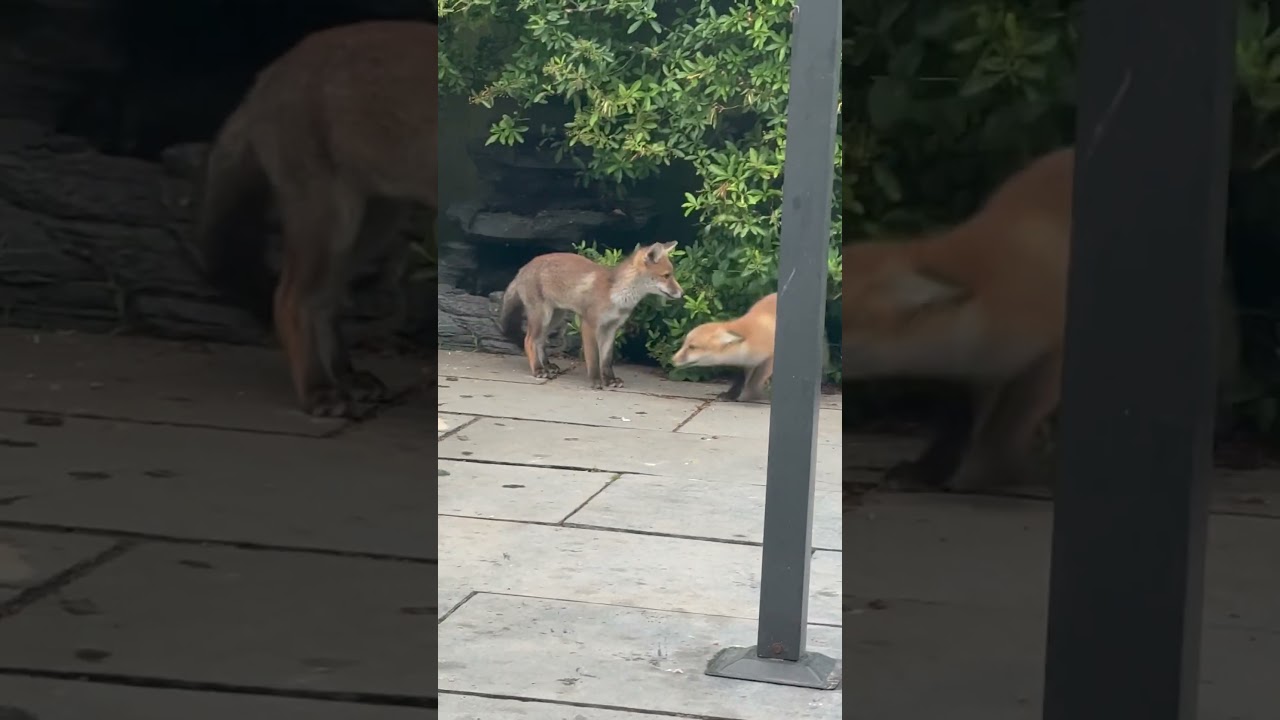 Tilly being Tilly #cuteanimal #fox #foxes #foxcubs #foxcub #marillion #lavender #renards #zorro