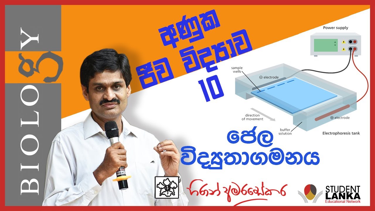 10 - Gel Electrophoresis ජෙල විද්‍යුතාගමනය - A/L Molecular Biology & Recombinant DNA Technology