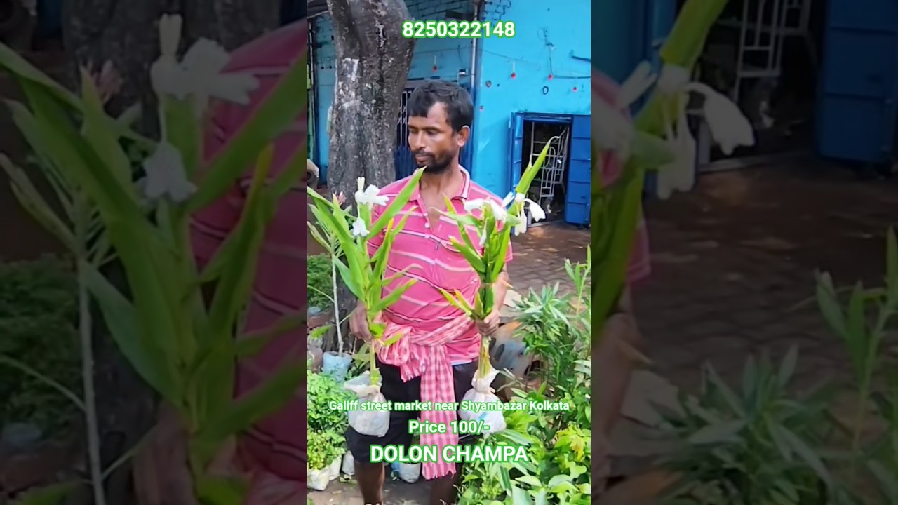 Mind blowing Heavy Scented Dolon Champa with Price #shorts #price