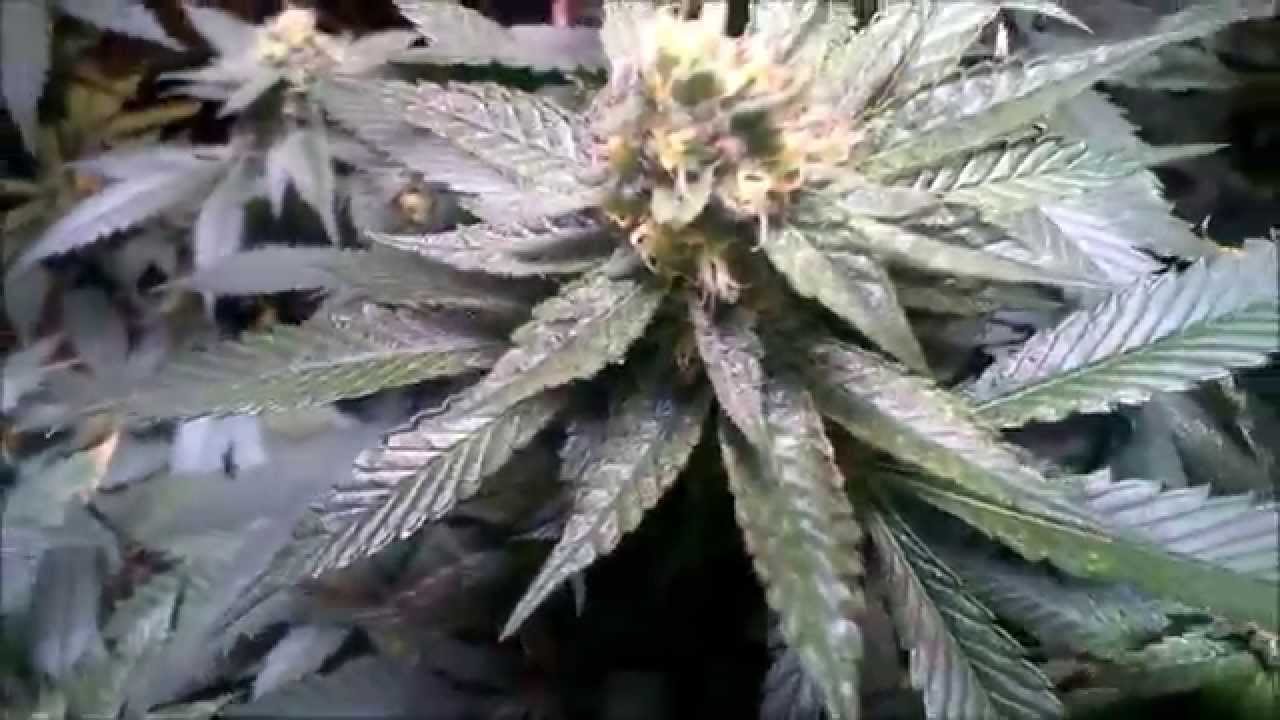 Hyroot's Garden Day 35