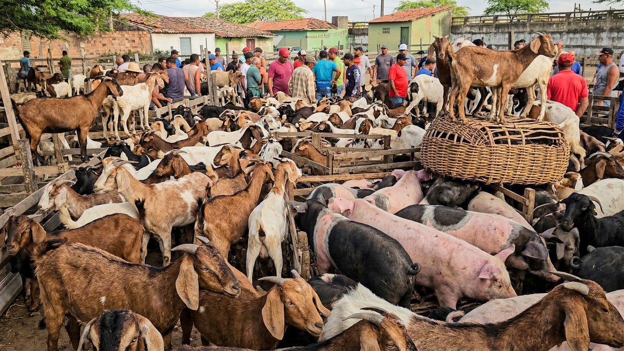 FEIRA DE CARNEIROS, OVINOS E SUÍNOS DE CARUARU PE, TERÇA FEOIRA, (17/03/26) #nordeste