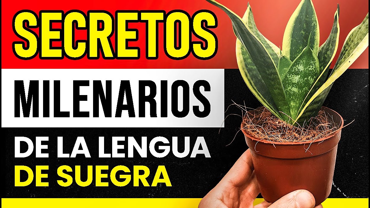 La PLANTA MILAGROSA LENGUA DE SUEGRA con BENEFICIOS que DEBES CONOCER después de los 50 AÑOS