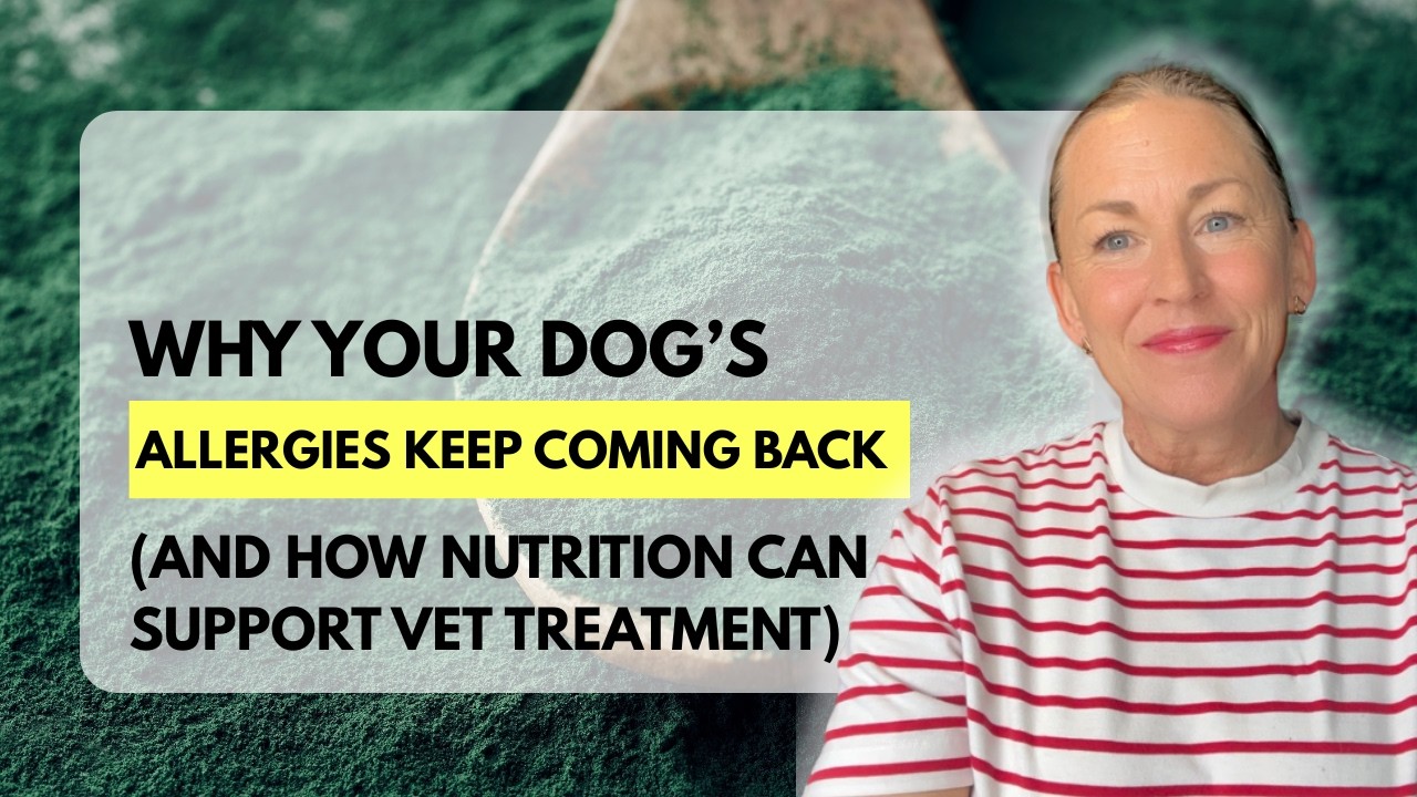 Why Your Dog’s Allergies Keep Coming Back And How Nutrition Can Support Vet Treatment