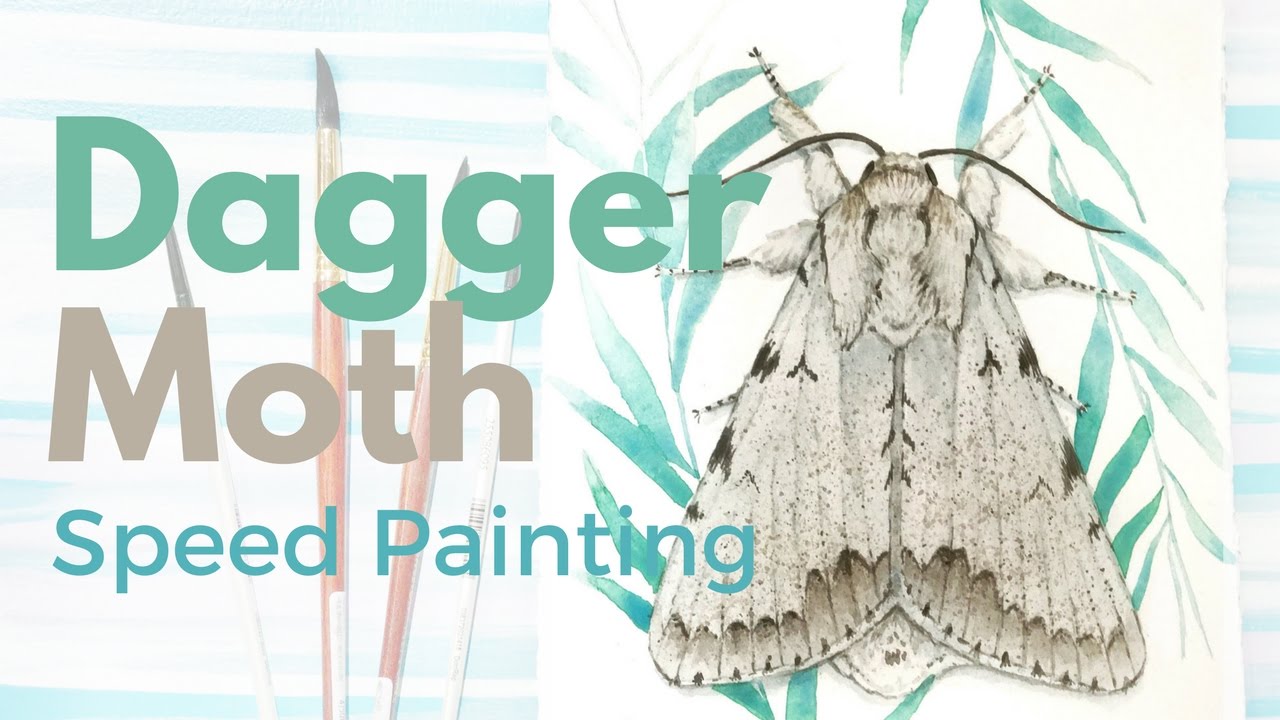 Watercolor Dagger Moth Speed Painting