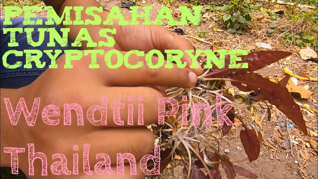 Budidaya Tanaman Aquascape Cryptocoryne Wendtii Pink Thailand