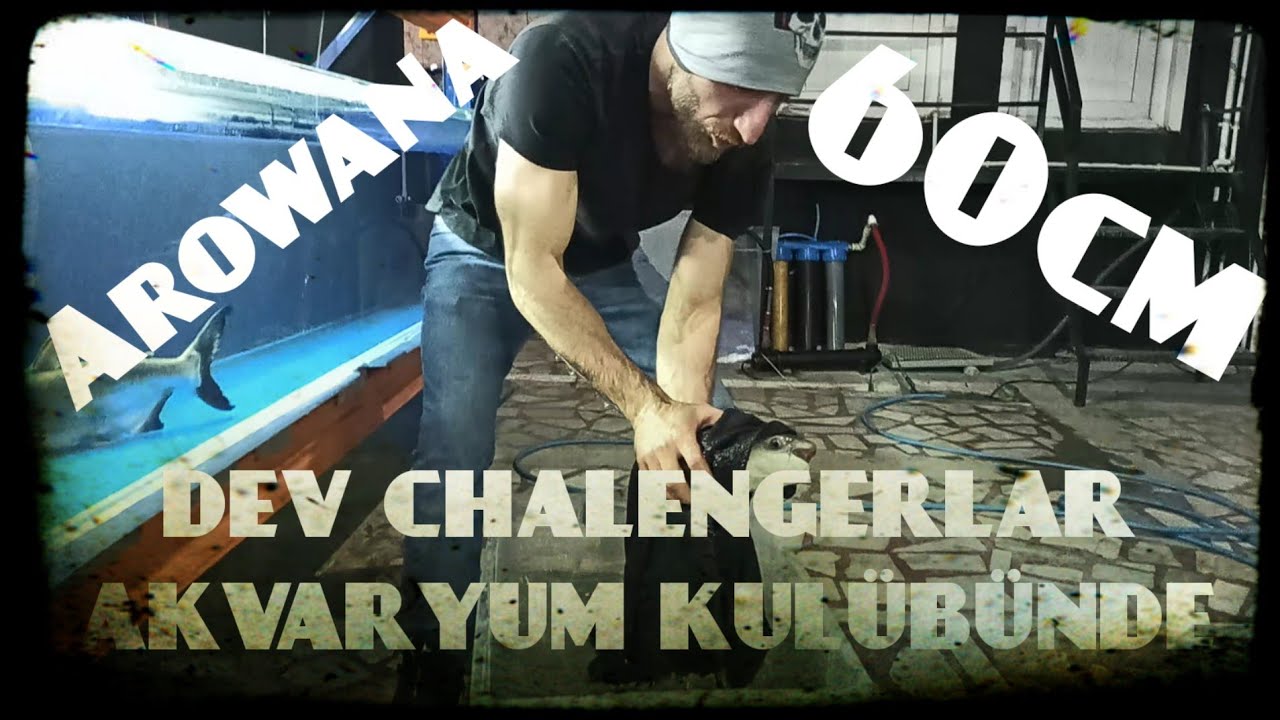 KÖPEKBALIĞI ALDIK ETÇİL 60Cm  #chalenger #akvaryum #köpekbalığı #trendvideolar #etçilbalık #balık