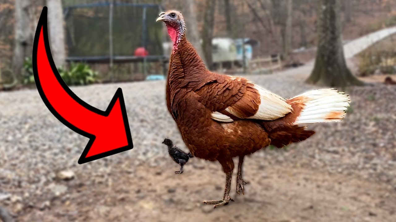 Will Our Turkey Raise a Chicken Chick?!?!