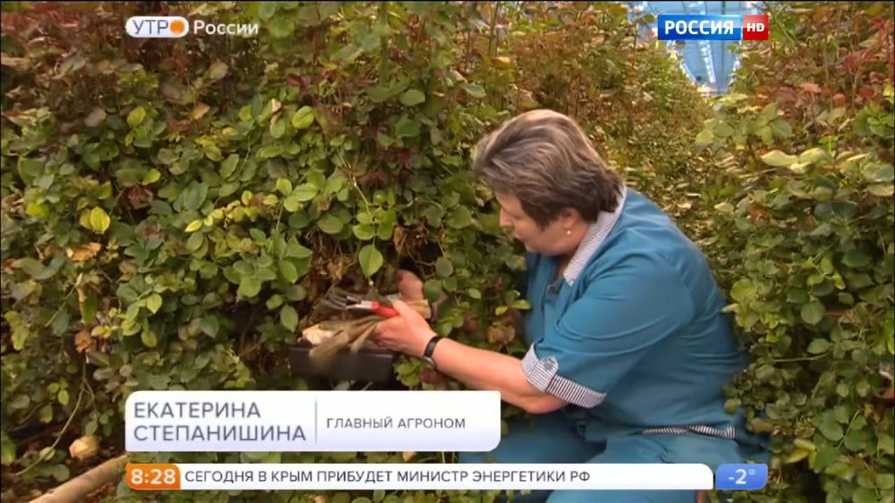 Утро России - Теплицы с субстратами из каменной ваты Grodan от ROCKWOOL - 24.11.2015