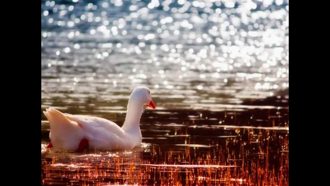 Nature through my eyes