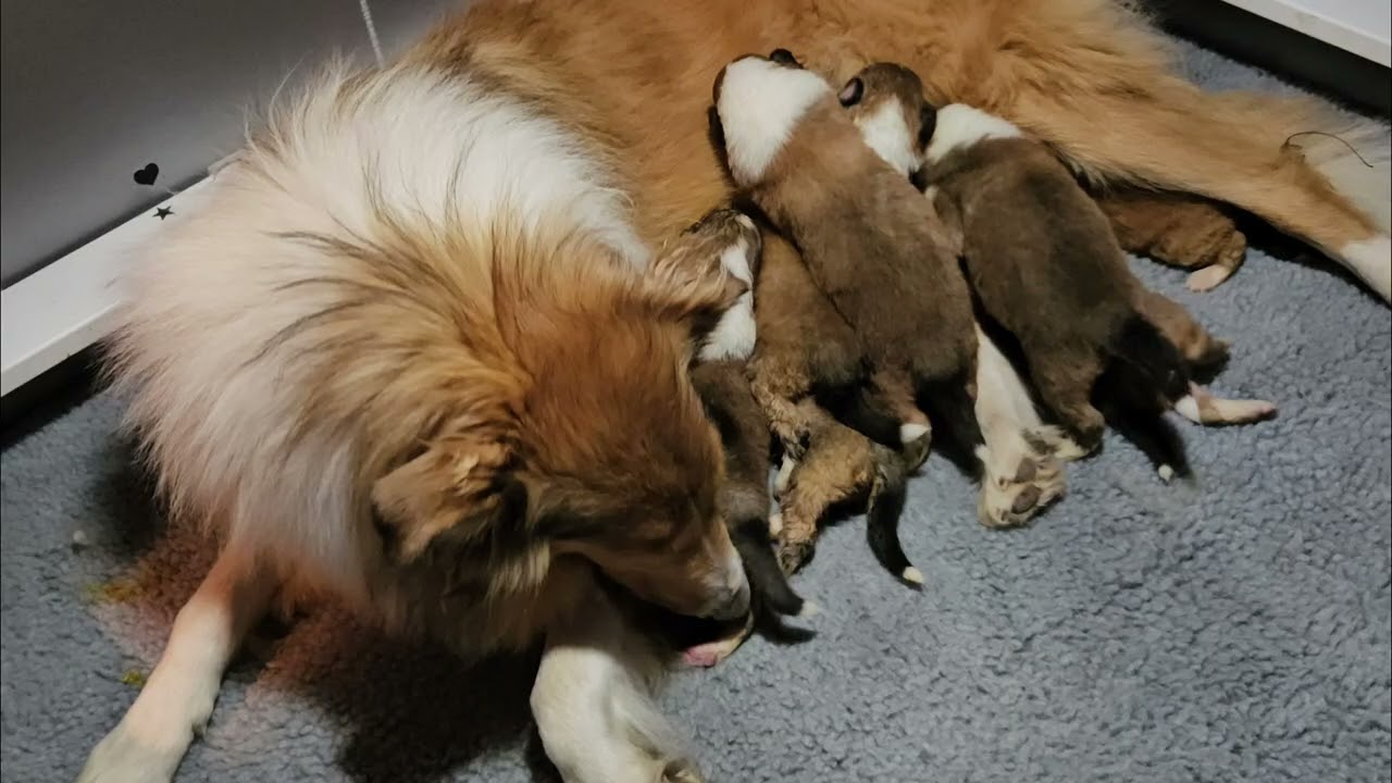 11.7.24 Collie Moms