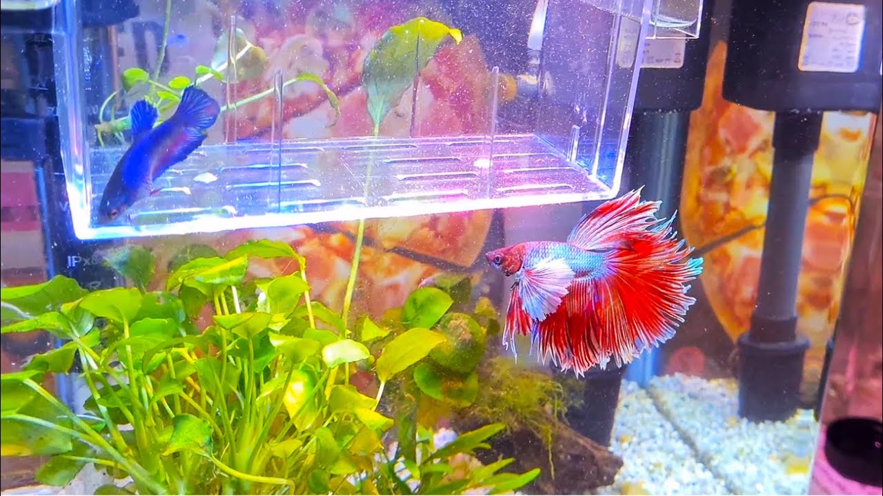 Ghid complet reproducere Betta Splendens
