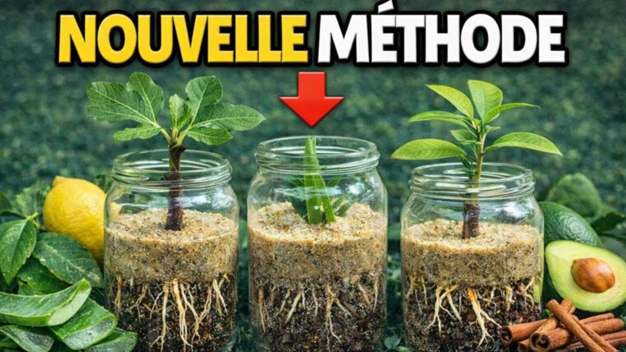 NOUVELLE MÉTHODE MAISON : 🍋 Multipliez vos arbres sans effort