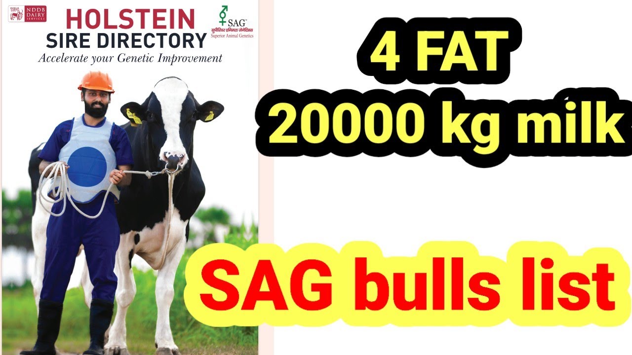 SAG best HF bulls list