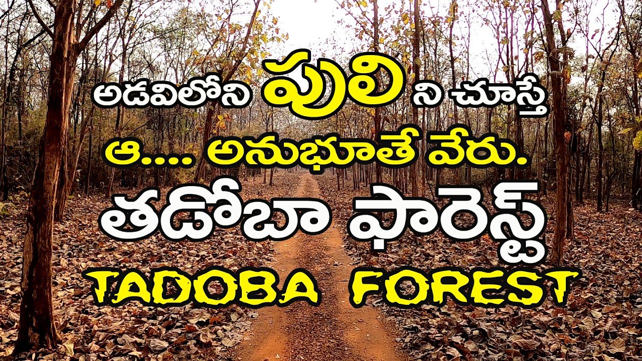 Tadoba-Andhari National Park