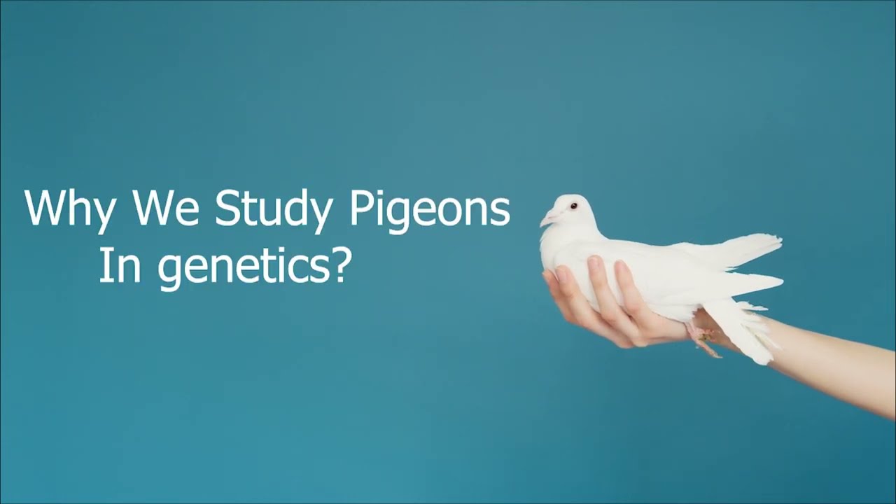 Why Pigeons are an Ideal Animal for Genetic Study: The Importance of These Birds in Genetic Research