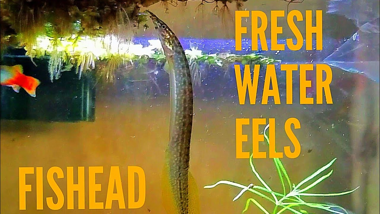 Let's check out my eels... finally.
