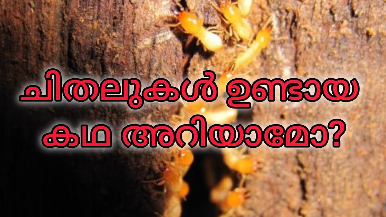മഹാവിഷ്ണുവിൻ്റെ അവതാരം ഹയഗ്രീവൻ 🐚🕉️🪄#puranam #devine #hayagreeva #mahavishnu #masaraswati 🙏
