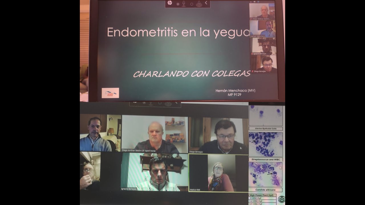 Endometritis en la yegua, charla con colegas. Hernán Menchaca, medico veterinario.