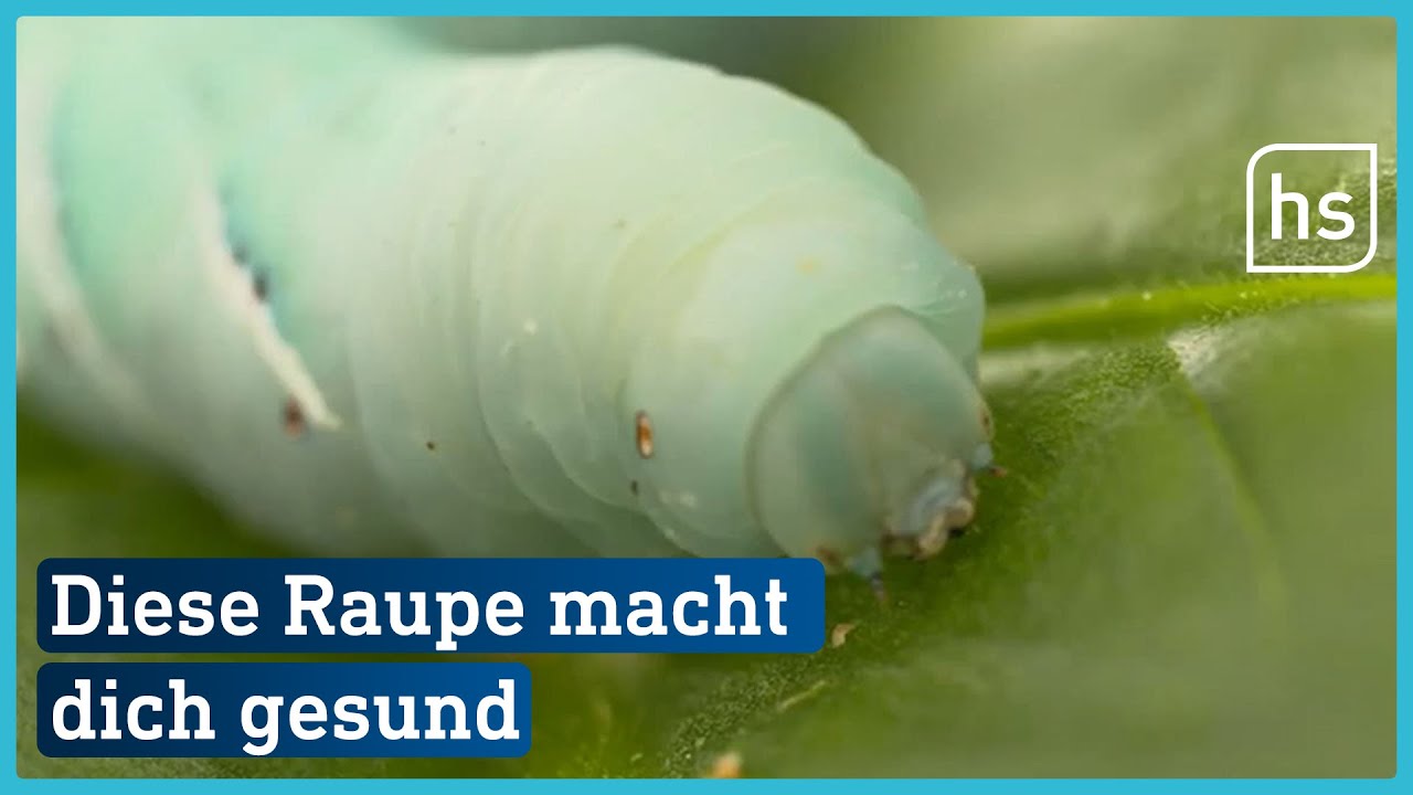 Raupe hilft bei chronischen Darmerkrankungen | hessenschau