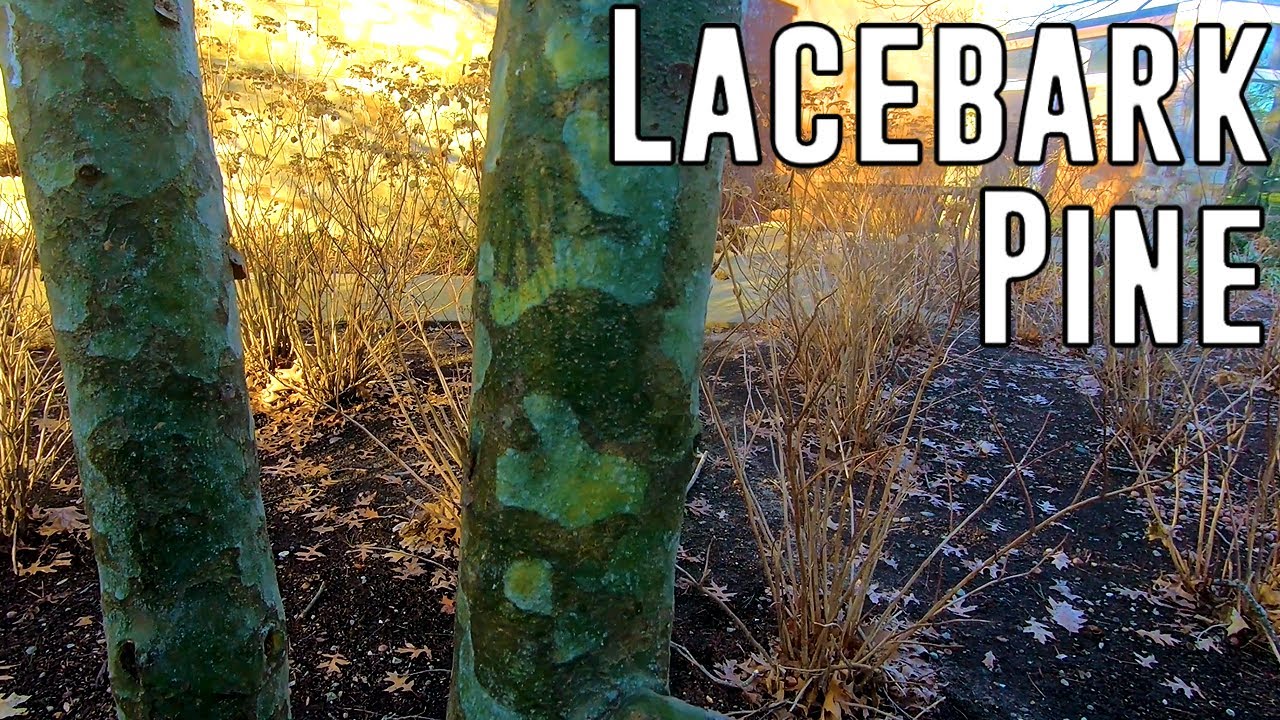 The Biggest Lacebark Pine Tree In Rhode Island (Champion Tree Hunting)