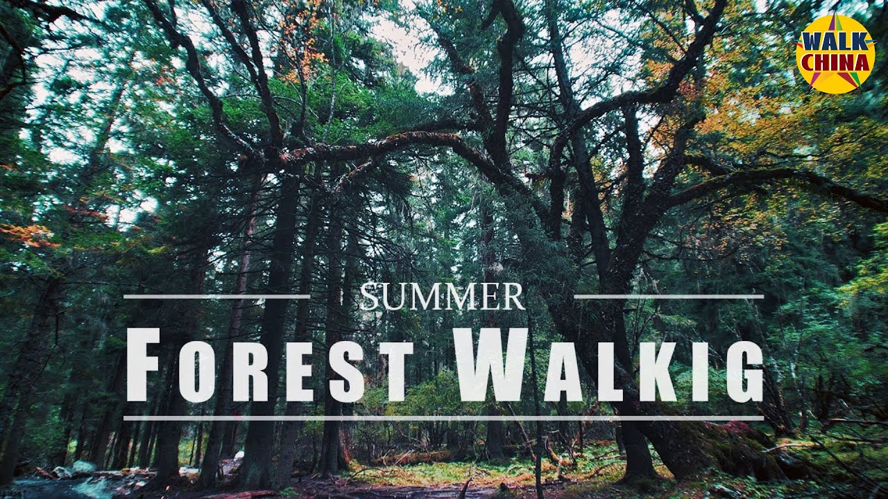 四姑娘山の森林漫步 Forest Walking Tour in 4K UHD「Mt.Siguniang, China」