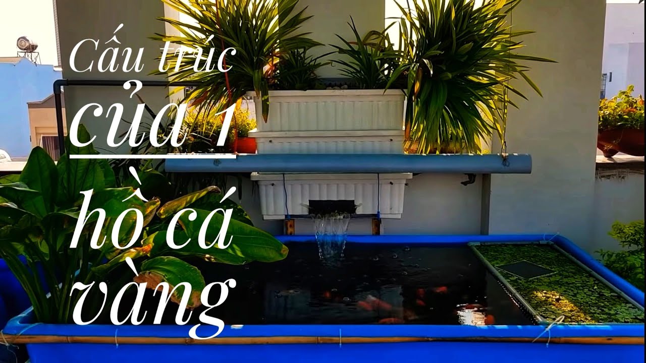 Fish 1: Cấu trúc cơ bản của 1 hồ cá vàng