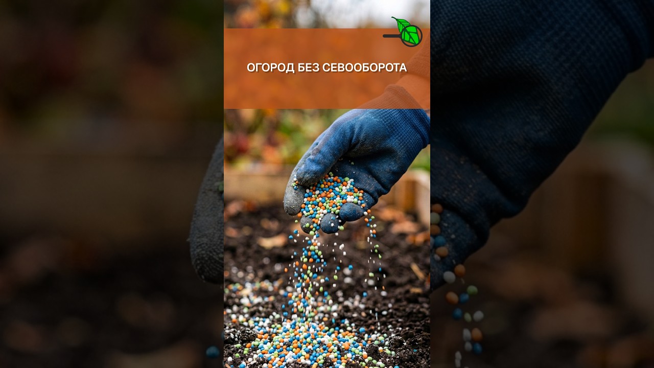 🔥 ВЕСНОЙ БУДЕТ УЖЕ ПОЗДНО! Как сажать картофель по картофелю: 1 раз насыпал и севооборот не нужен